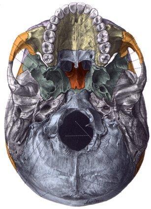 FOSA INFRATEMPORAL O CIGOMATICA 1: PARED SUPERIOR - Base del cráneo ( base de la ap.