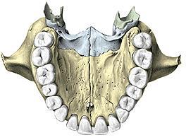 Orificio suborbitario Eminencias y fosa canina Tuberosidad del maxilar