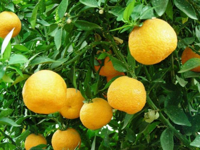 bergamota Citrus