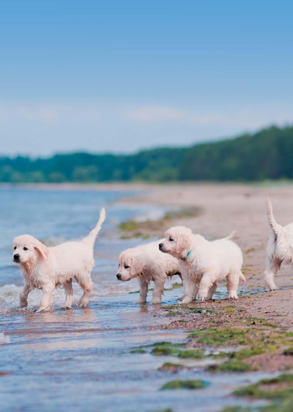 PURO Cachorros/Puppies Alimento para cachorros que favorece su desarrollo glucosamina Ω