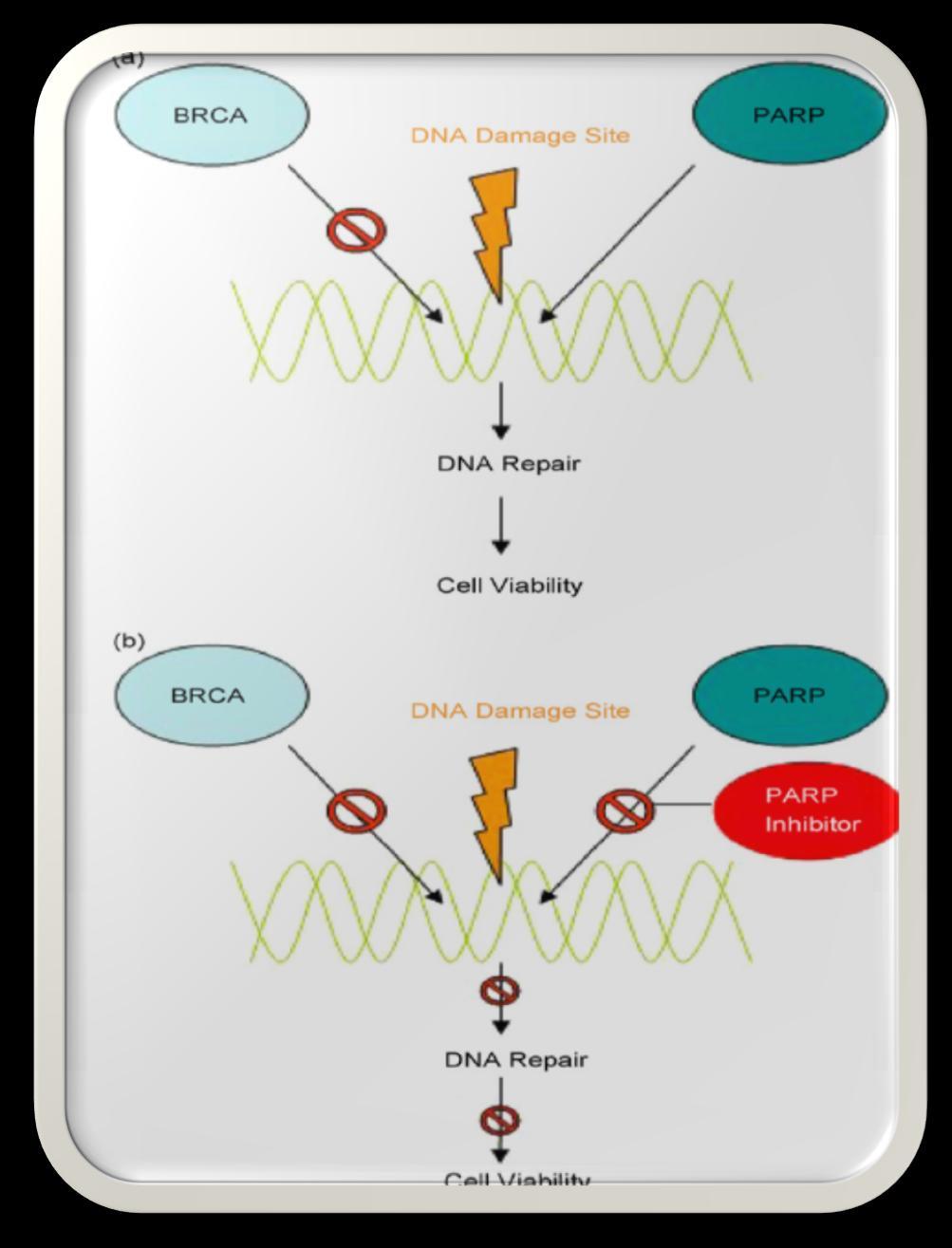 CM Basal-like y TN: Terapias emergentes inhibiendo Poly ADP Ribose Polymerase (PARP) Familia de proteínas implicadas en la reparación de