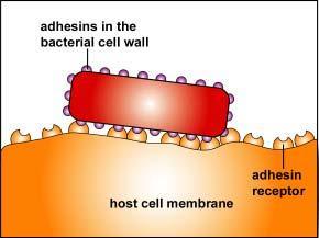 Adhesinas: proteínas de pared celular que se fijan a moléculas receptoras específicas sobre la célula hospedadora y capacitan a la bacteria para