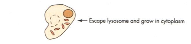 Factores anti-fagocitarios intracelulares Inhibe la fusión del fagosoma-lisosoma Escape del fago (liso)