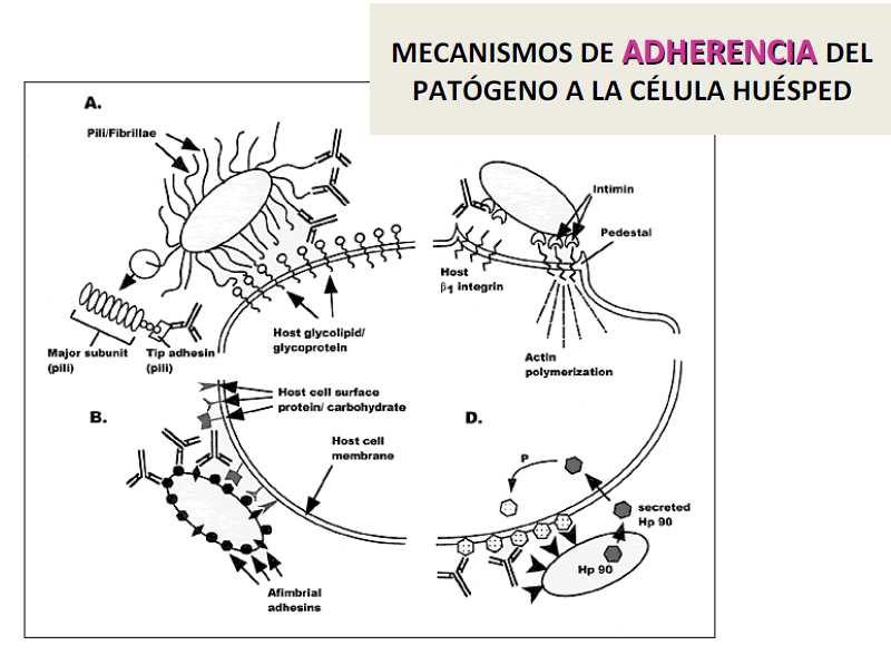 2.- Adherencia: Pili Proteínas afimbriales Proteina de membrana