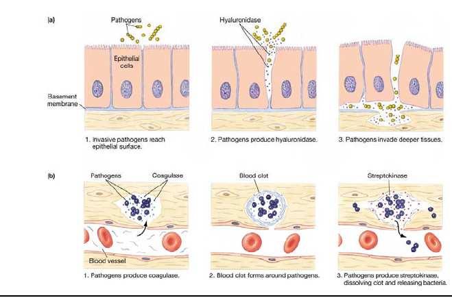 3.- Invasión Penetración activa a través de la mucosa del hospedador o membranas del epitelio Penetración pasiva a través de lesiones en la piel, picaduras de insectos,