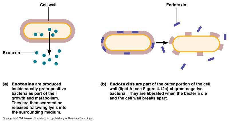Toxigenicidad Exotoxinas son secretadas por las célula vivas