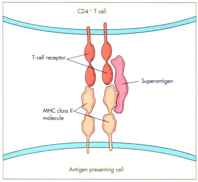 Toxinas Superantígeno 1. Se une a los TCR y activan a las células T 2.