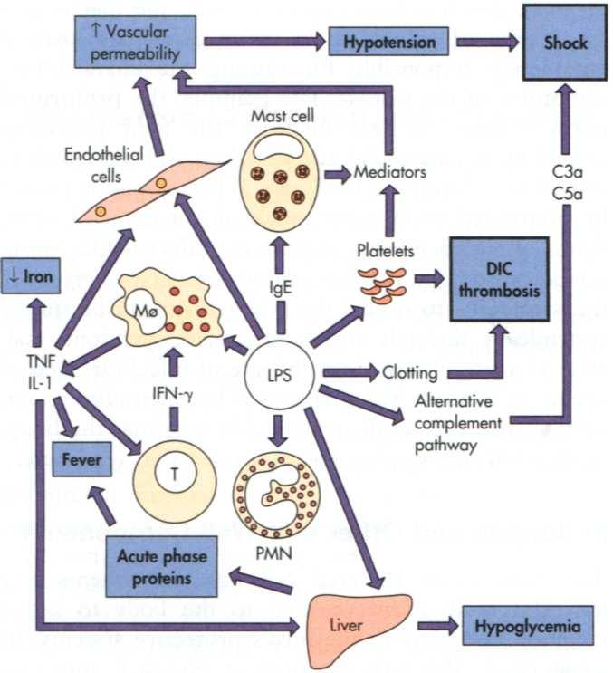 Efectos fisiopatológicos Producen estado de inflamación generalizado Fiebre (estimula pirógenos endógenos).