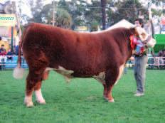 Su madre es una de las mejores vacas que nos dejó Llorón, padre de Cien Cien y recordado Gran Campeón Hereford en Expo