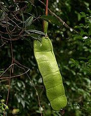 Ej. en Mimosa, Entada Legumbre folicular: Legumbre
