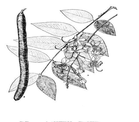 Faboideae Phaseolus sp.