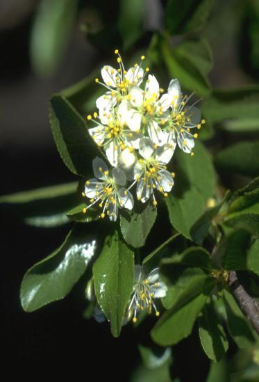 durazno, melocotón (Prunus persica), albaricoque (P.