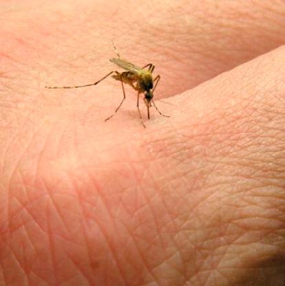 Qué es el chikungunya? La fiebre chikungunya es una enfermedad vírica transmitida al ser humano por mosquitos. Se describió por primera vez durante un brote ocurrido en el sur de Tanzanía en 1952.
