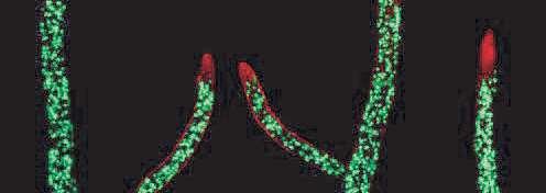 microtúbulos durante mitosis y meiosis.