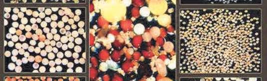 electron microscopic (SEM) images of basidiospores of