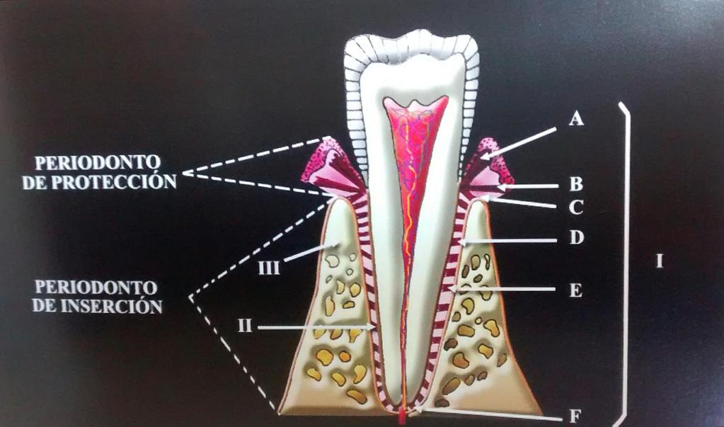 PERIODONTO Periodonto: es un componente fisiológico básico del sistema estomatognático que comprende todos aquellos tejidos que rodean y soportan al diente.