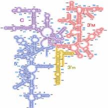 rrna RNA ribosomal Componente principal del