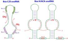 snorna RNA nucleolares 60-300nt