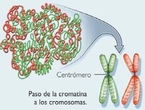 Cromatina Conjunto de DNA, Histonas y otras proteínas Heterocromatina: Inactiva Eucromatina: Activa Se observa durante la interfase celular Grado de condensación: laxa Permite los