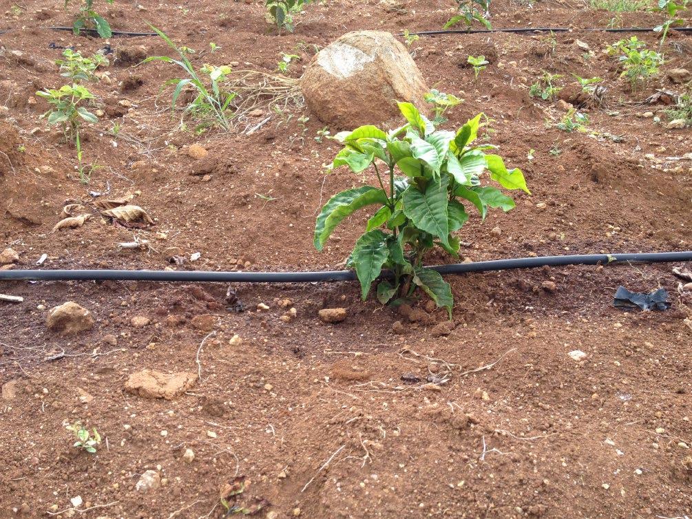 RECOMENDACIONES En una plantación de cafeto, el objetivo de la práctica de riego localizado es la obtención del máximo rendimiento económico bajo las condiciones de exposición