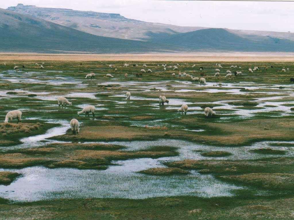 Los Bofedales son humedales de altura y se consideran praderas nativas de la región andina, poco extensa y con permanente humedad.