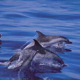 Delfín moteado atlántico. Con respecto a la fauna, sobresalen los invertebrados, con 1.771 especies, de las cuales 498 son endemismos canarios y, de éstas, 120 resultan exclusivas de la isla.