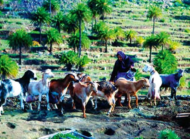 Socioeconomía de la Reserva La población de La Gomera asciende a 22.776 habitantes, siendo la segunda Isla menos poblada del Archipiélago Canario.