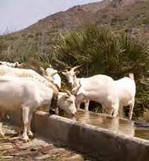 La ganadería, semiextensiva y tradicional, se centra en la cría de cabras y ovejas. La cabra blanca celtibérica conserva Ganado caprino (blanca celtibérica), en la finca El Romeral.