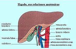Anatomia y fisiologia El hígado es el órgano mas grande del cuerpo humano Hay 3 tipos de celulas que lo componen: Hepatocitos (cuya función esta relacionada con la