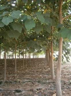 biomasa forestal PROFORBIOMED Parcelas