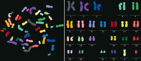 Cromosomas 23 pares