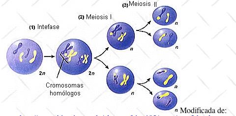 Meiosis Fases Ocurren 2 divisiones celulares sucesivas Meiosis I Reducción: Profase I