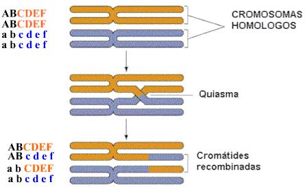 Meiosis Profase I Paquinema: griego pachys: grueso Cromosomas se acortan Se completa