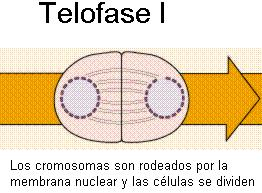 Meiosis Telofase I: Se puede formar la membrana nuclear Cada célula