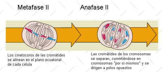 Meiosis Metafase II Cromosomas en plano ecuatorial Fibras del huso se adhieren al