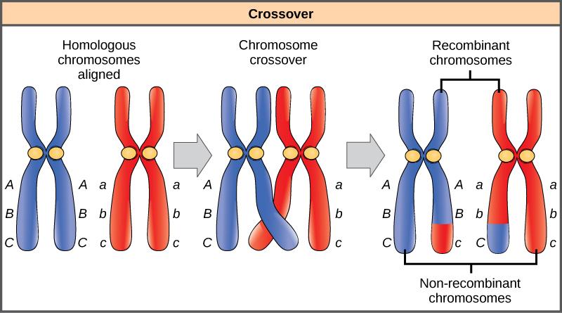 centriolos a los polos Se produce la sinapsis; alineamiento mutuo en toda la longitud de los cromosomas homólogos, for mando una