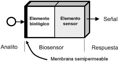 DEFINICIÓN Son sensores que combinan una membrana semipermeable (selectivamente permeable en un solo sentido), sobre la que se coloca un material biológico sensible, y un elemento sensor que