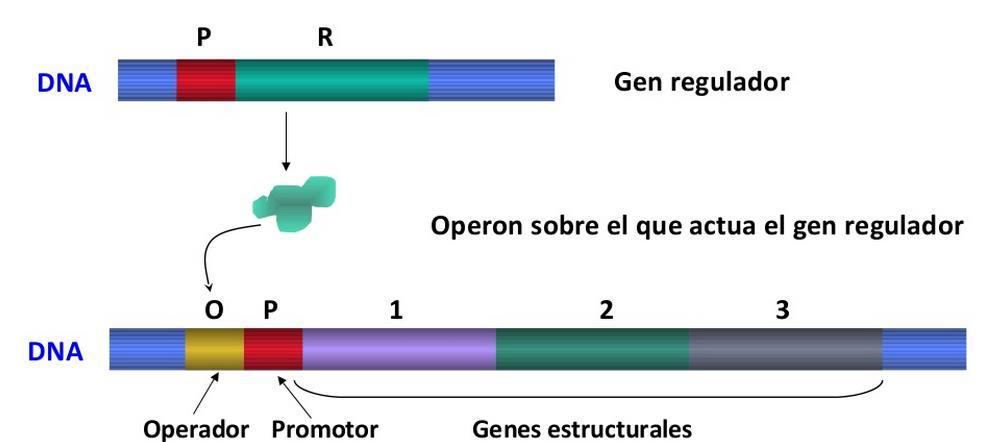 Fig.1- Estructura de un operón procariota. Teniendo en cuenta el tipo de regulación que se presenta, podemos realizar una primera clasificación de los operones en inducibles y reprimibles.