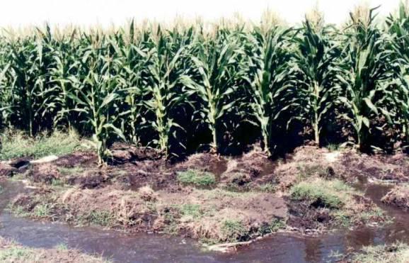 PROBLEMÁTICA DEL RIEGO Uno de los problemas de la agricultura bajo riego en el Perú es el manejo