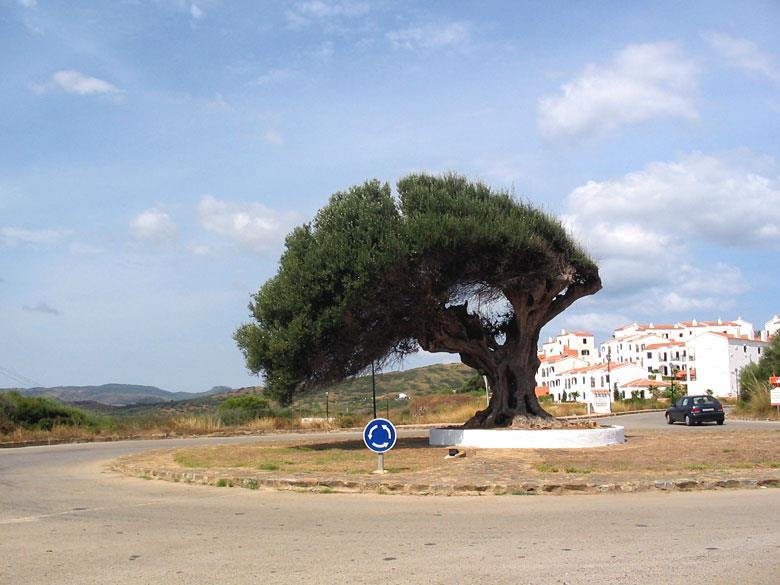 www.variedadesdeolivo.com Acebuche en Montfragüe. Extremadura. Acebuche en Menorca, Islas Baleares.