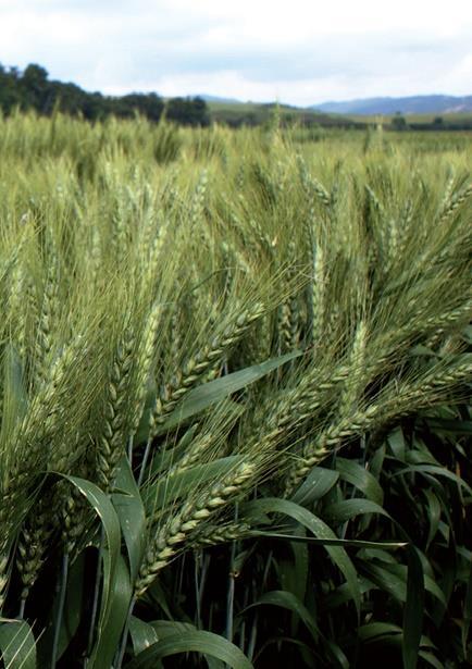 2. Objetivos Evaluación de la Tecnología NIRS para la determinación analítica de diferentes parámetros de calidad en grano entero de trigo.