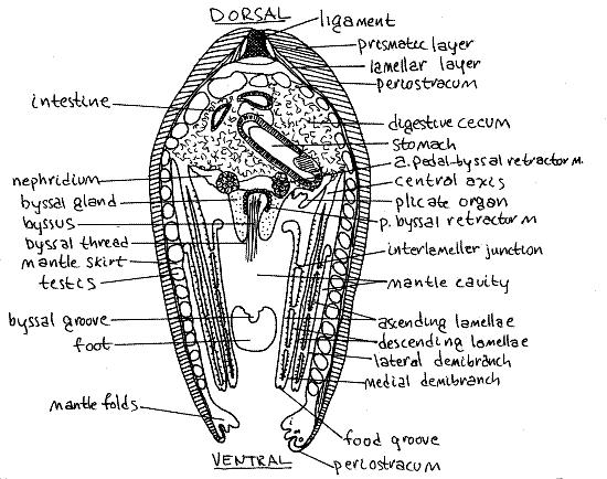 Guía de Trabajos Prácticos Diversidad Animal I TP 5 Mollusca (I) 5 ** Para aprovechar esta vista, el esquema siguiente muestra la circulación del agua (y el alimento) en la cavidad del manto de un