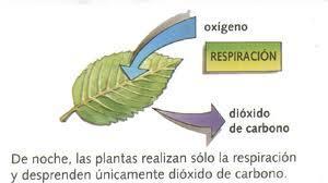 QUÉ ES LA RESPIRACIÓN? Proceso por el cuál las plantas degradan la materia orgánica (alimento) para obtener energía.