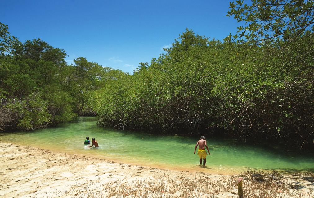 Plan de acción regional para la conservación de los manglares en el Pacífico Sudeste 9.