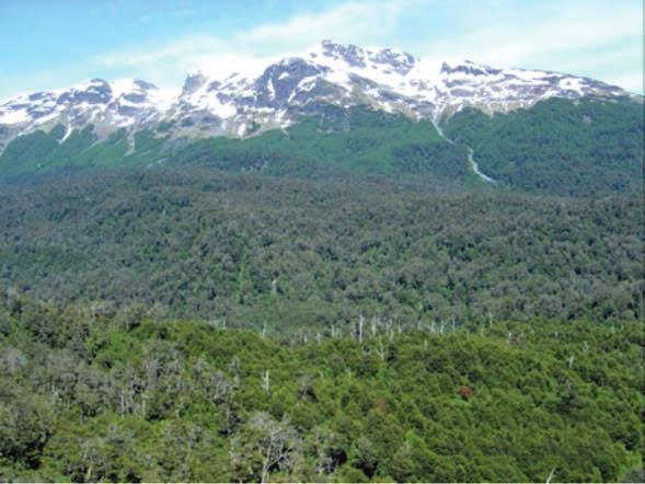Caracterización y propiedades de los suelos de la Patagonia occidental (Aysén) Zona húmeda La zona húmeda considera la zona continental de la vertiente occidental de la cordillera de Los Andes.