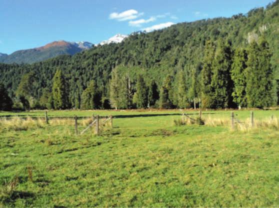 Caracterización y propiedades de los suelos de la Patagonia occidental (Aysén) En sectores de mayor potencial, con suelos de clases de capacidad de uso III o IV, los que son muy escasos, se han