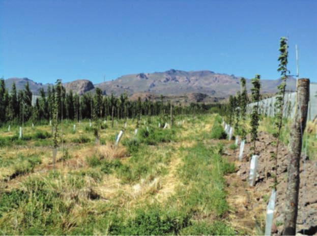 Capítulo 2 - Caracterización Agroclimática de la Región de Aysén Figura