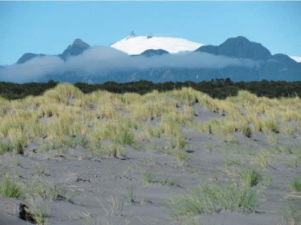 Capítulo 4 - Clasificación de Suelos de Valles Productivos de la Región de Aysén En la región de Aysén, los suelos del sub-orden Psamments se han desarrollado en arenas recién depositadas como dunas
