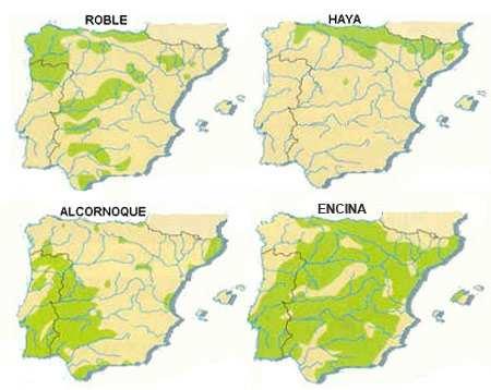 TEMA 5: POSIBLES CONTENIDOS DE EXAMEN SOBRE LA VEGETACIÓN EN ESPAÑA 1. GRÁFICOS: 1.- Los mapas representan la distribución de cuatro especies arbóreas en la Península Ibérica.