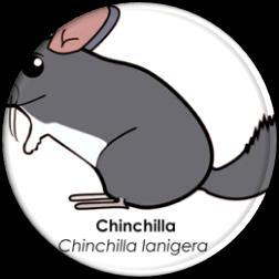 «chinchilla» sin